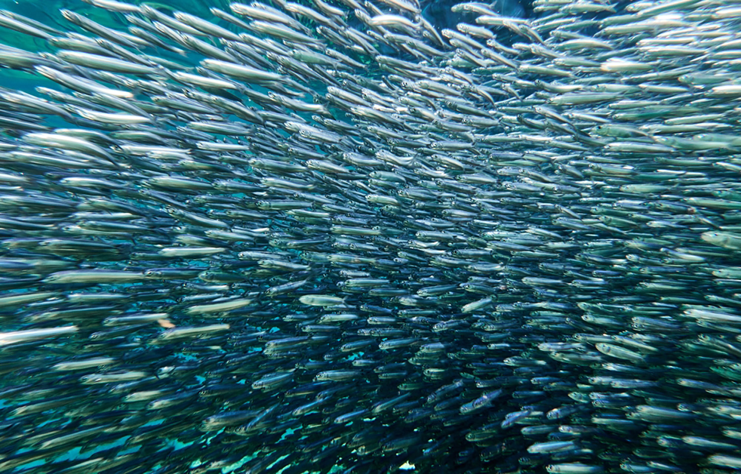 A school of anchovies swimming through the ocean