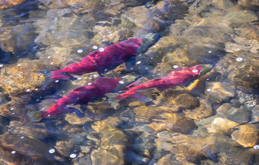 Sockeye salmon