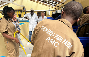 Gishanda Fish Farm workers grading tilapia at the new recirculating aquaculture system.