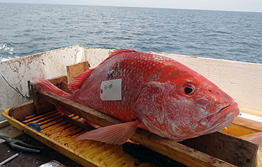Red Snapper Act wins approval from US House Natural Resources Committee