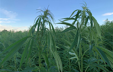 Hemp plants growing in a field.