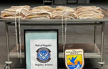 A display of the totoaba bladders seized by U.S. Customs and Border Protection