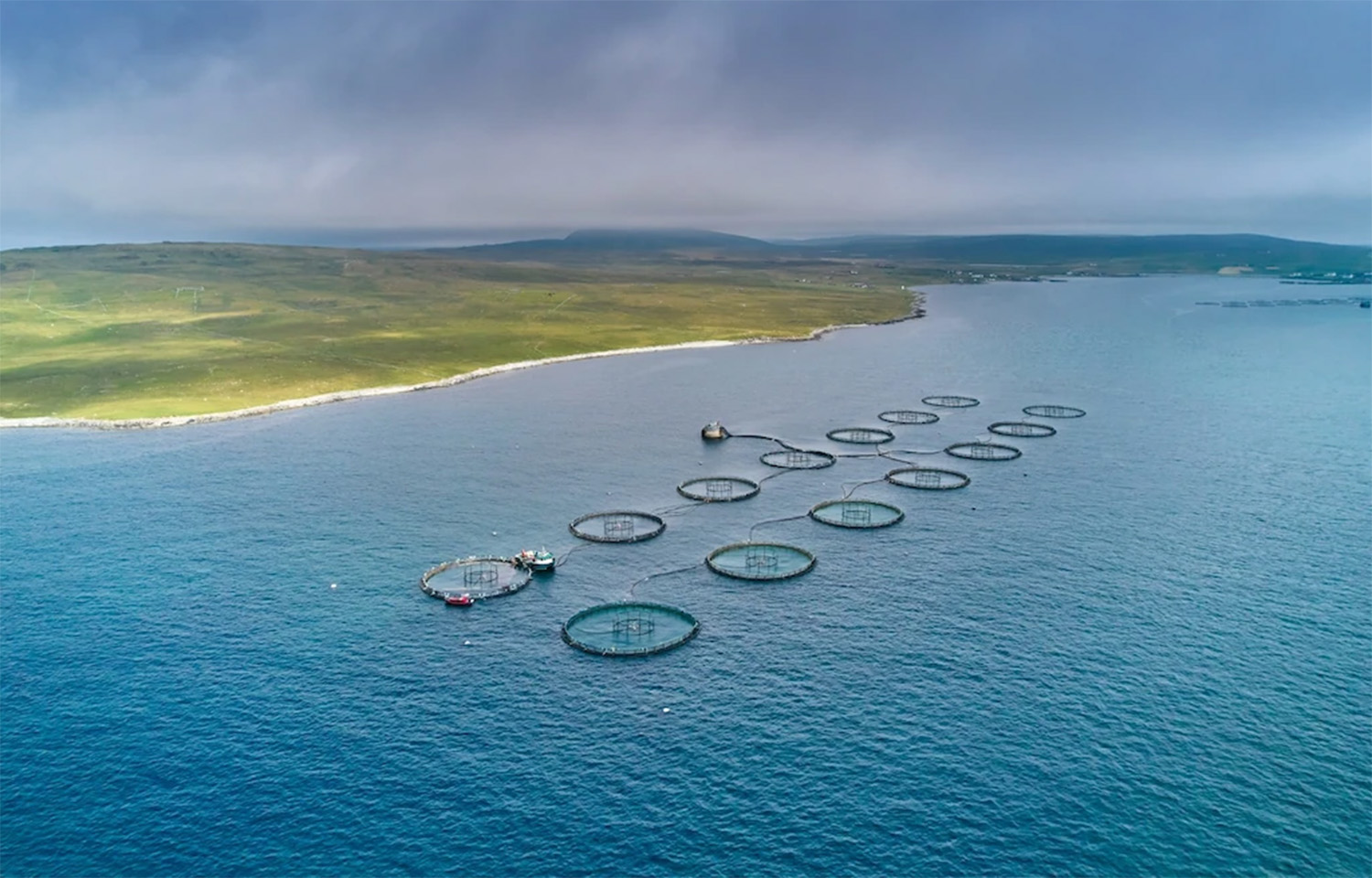 An aerial view of salmon farming net pens in Scotland
