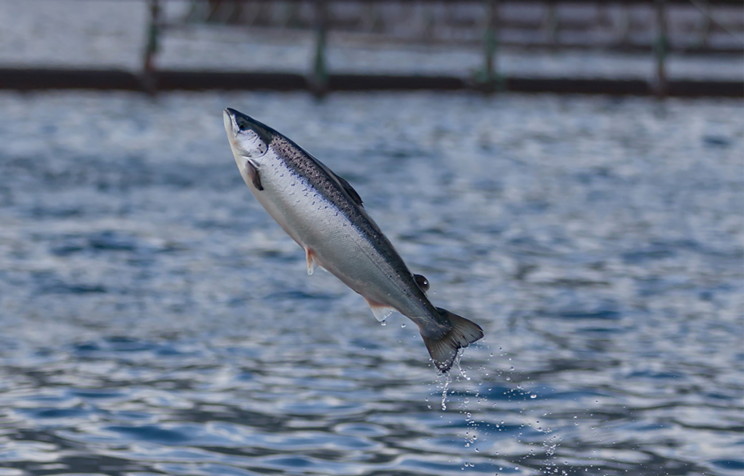 A salmon jumping within a Bakkafrost net pen