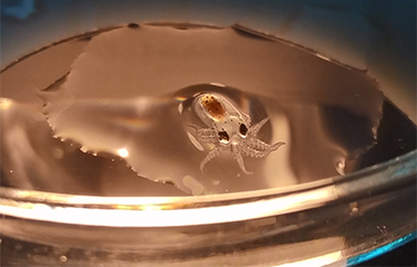 A baby octopus being raised by Nueva Pescanova.