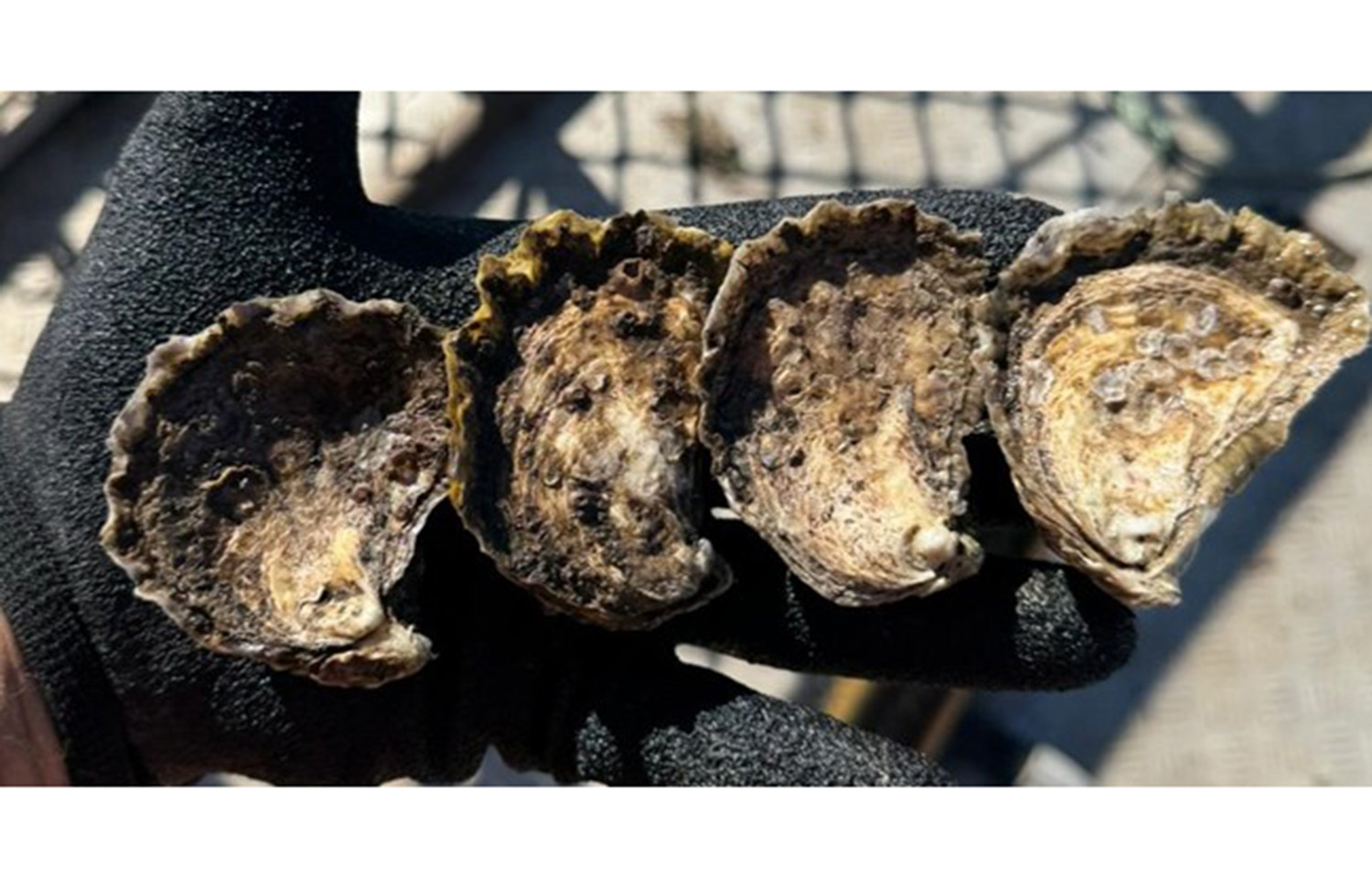 Four Queensland Sunshine Oysters that weathered disease outbreaks with no ill effects
