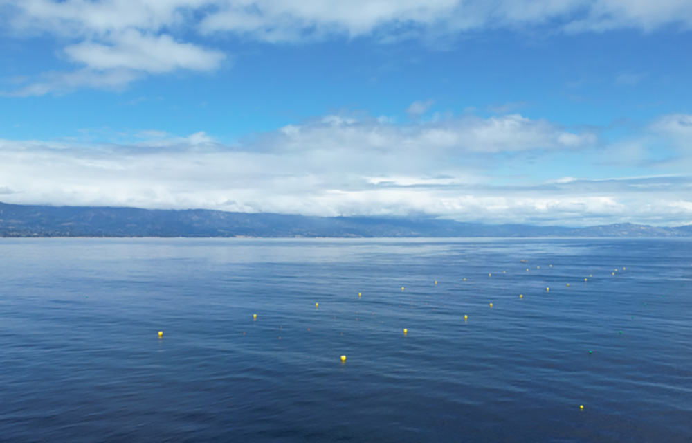 Ocean Rainforest's kelp project