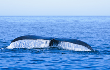 A North Atlantic right whale fluke.