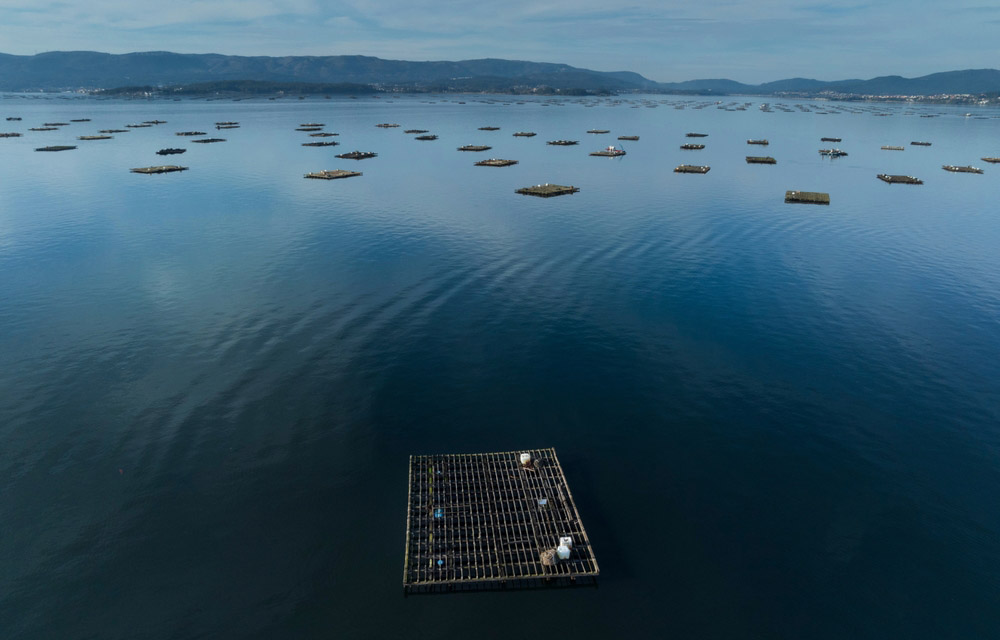 a mussel farm