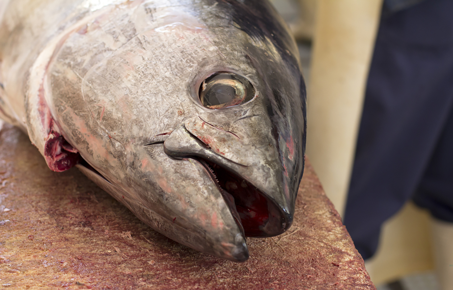 Atlantic bluefin tuna