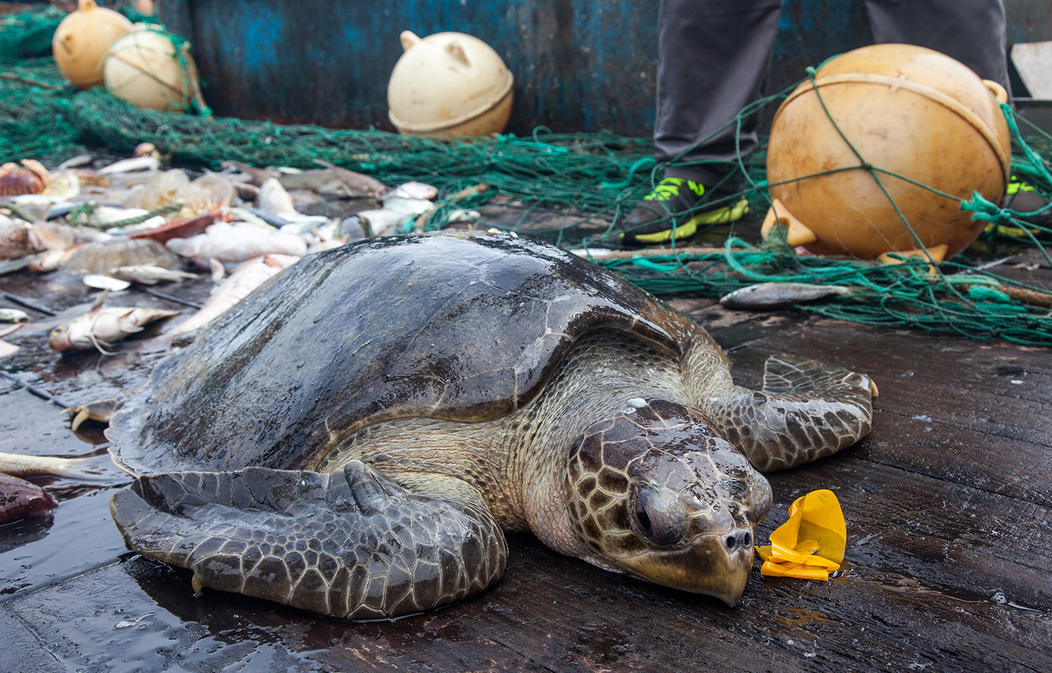 A photo of a sea turtle caught as bycatch.