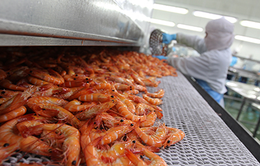 Shrimp being processed on a belt