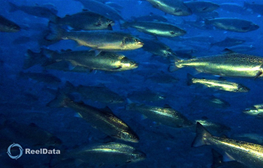 An image taken by a ReelData system of salmon.