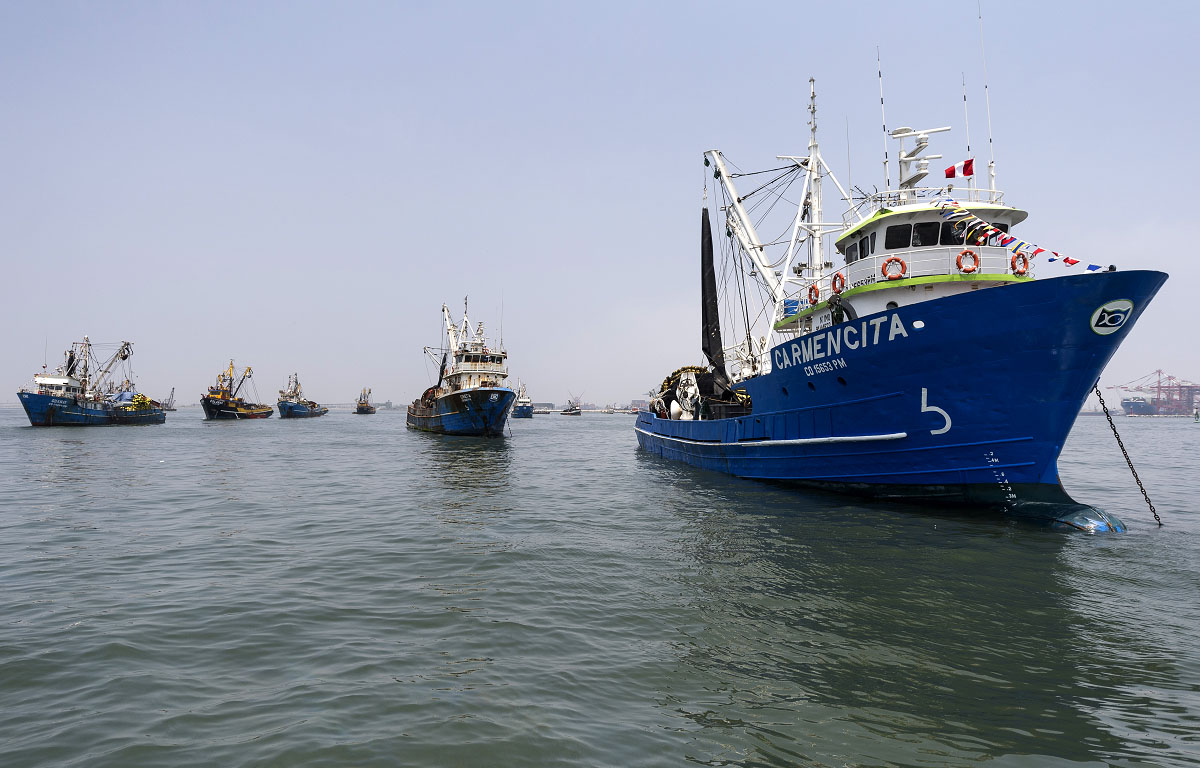 Peruvian anchovy vessels floating at their moorings.