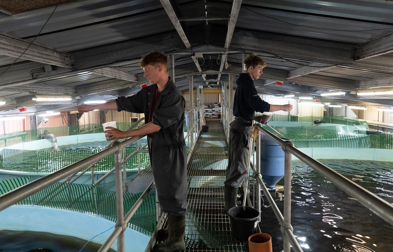 Two employees feeding salmon smolt inside a recirculating aquaculture system facility