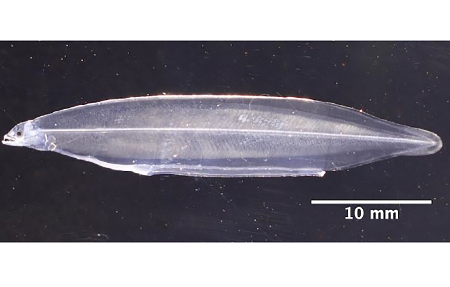 Eel larvae at 99 days old in Kindai University's closed-cycle breeding program