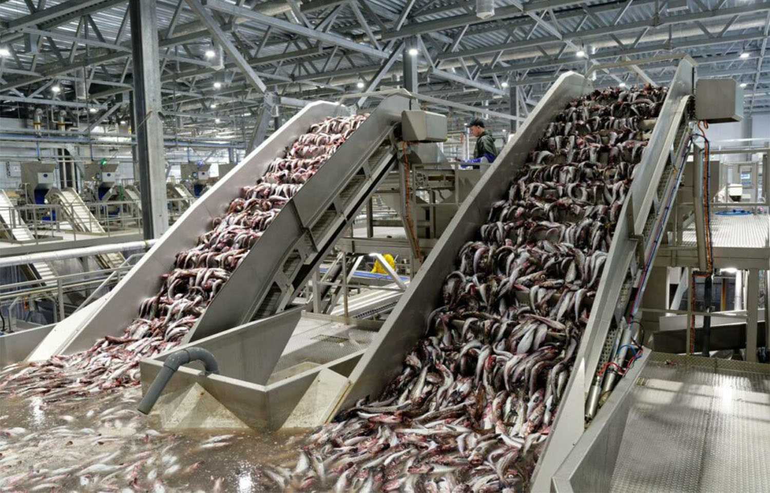 A fish processing plant in Russia