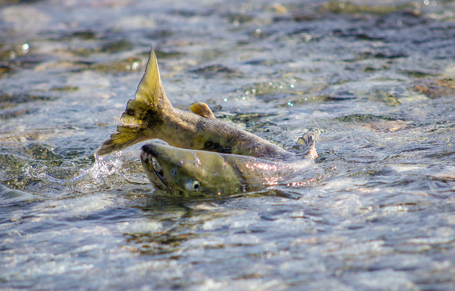 A salmon spawning