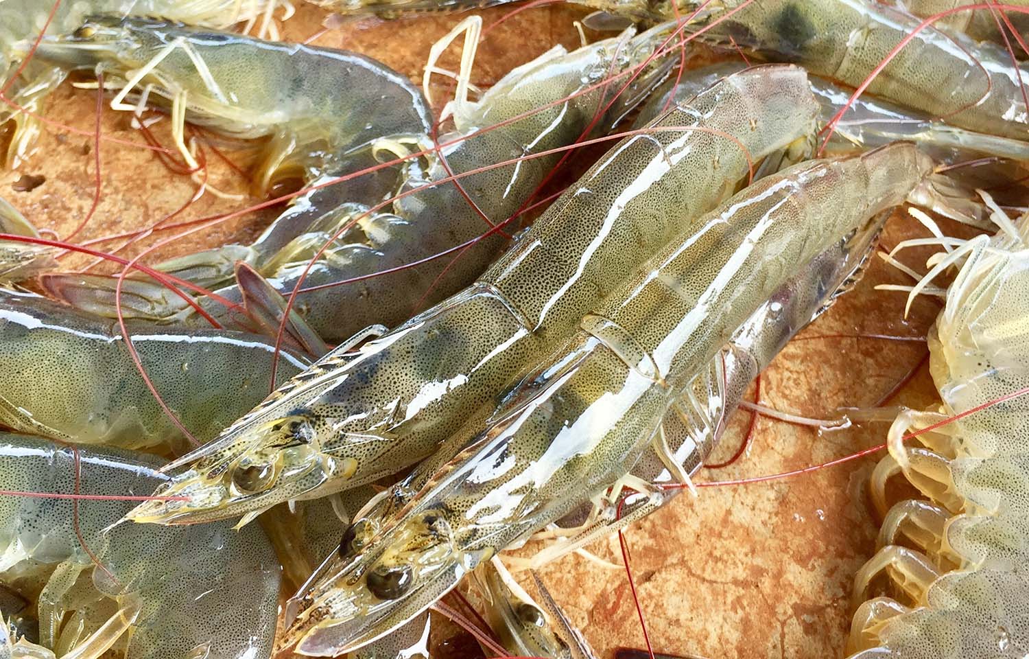 Fresh shrimp in Ecuador.