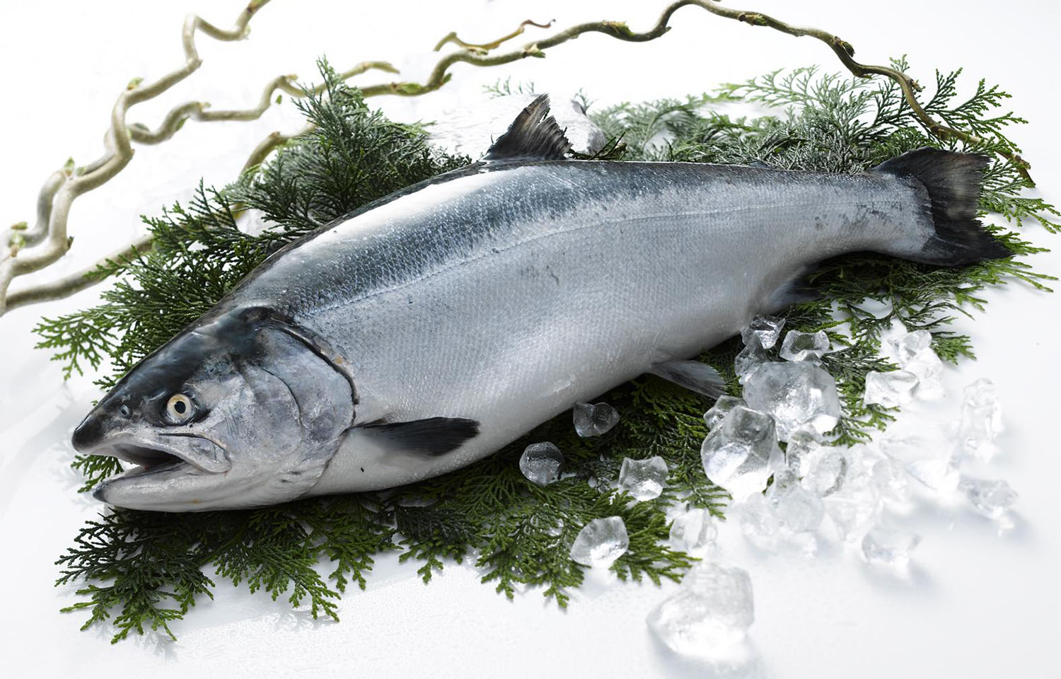 A Nissui-farmed salmon