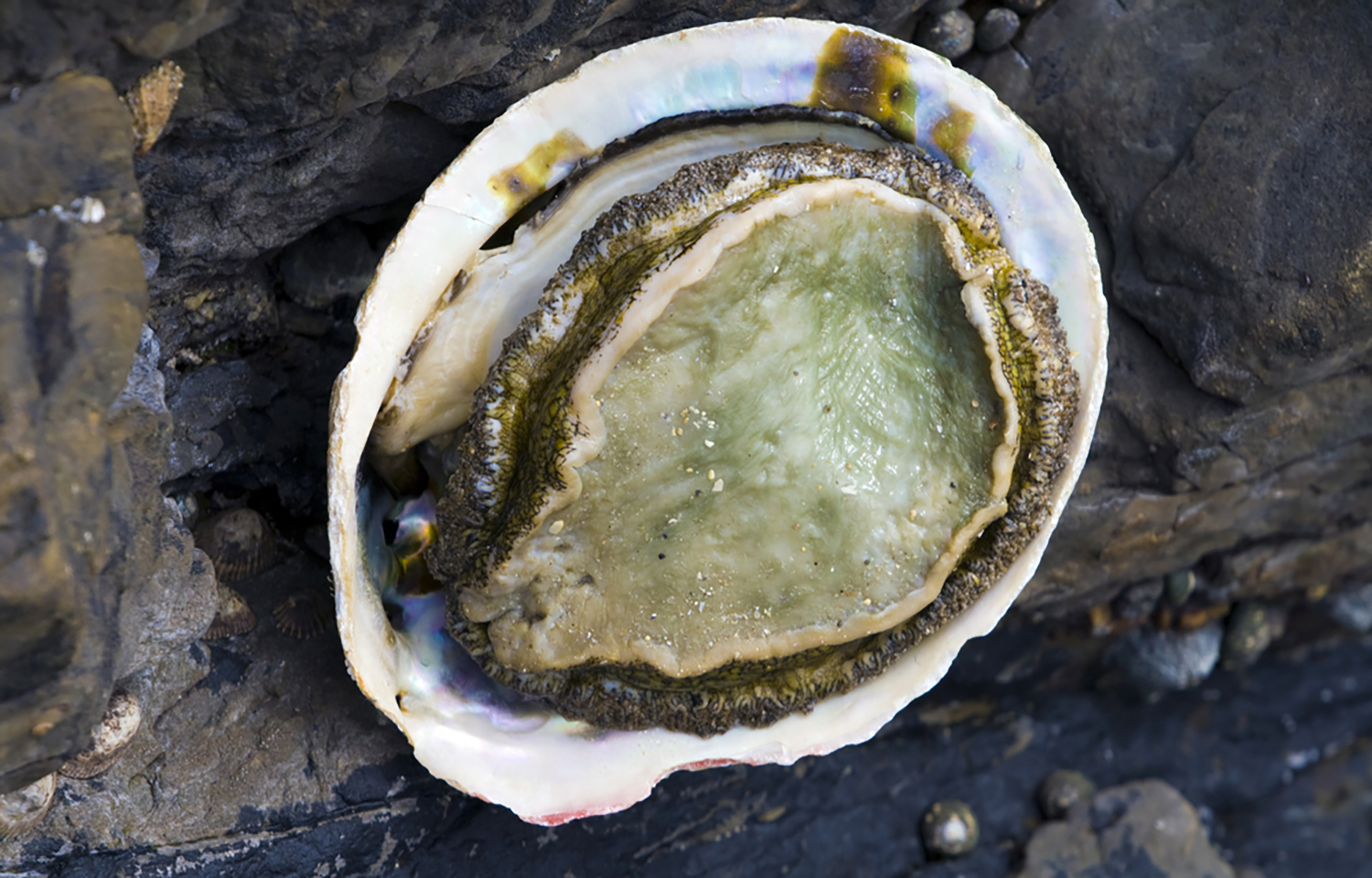 A picture of an abalone, one of I&J's top products.