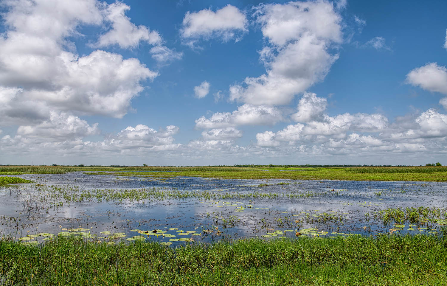 Marsh in Cameron Parish, Louisiana, U.S.A.