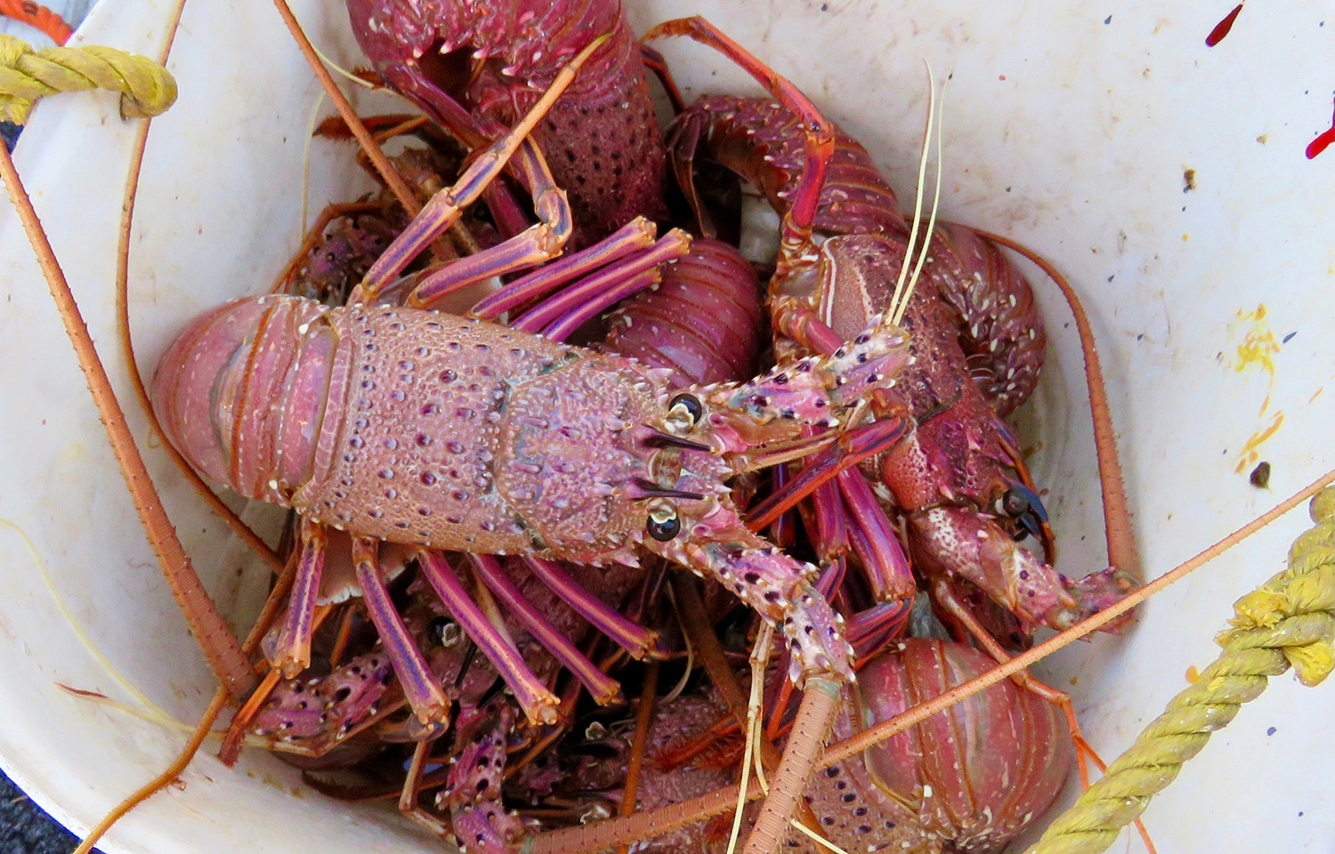 Australian Rock Lobster imports will resume to China