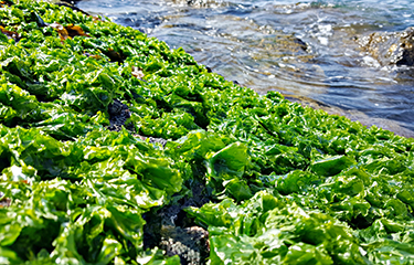 Seaweed and water