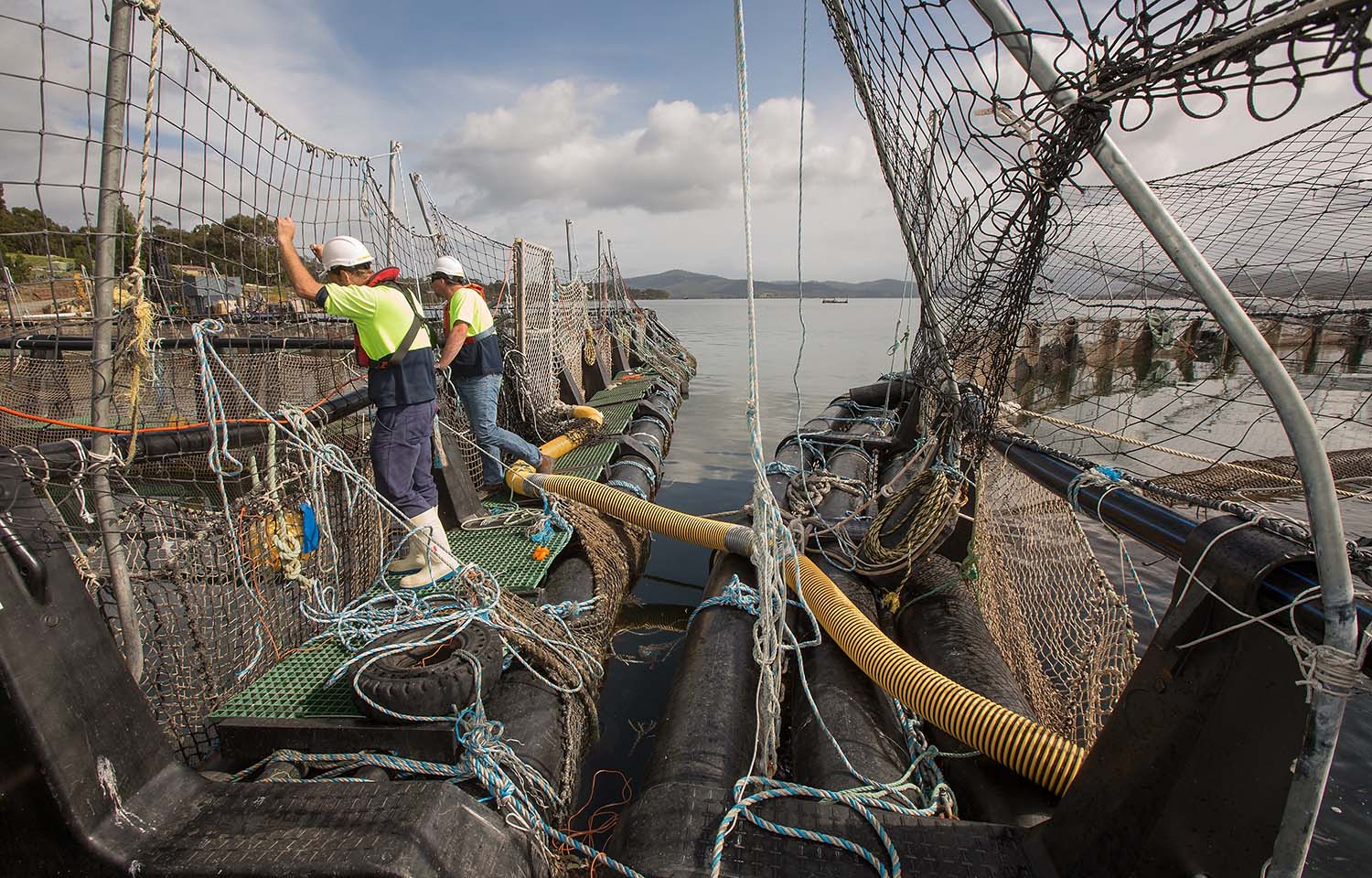 Tasmanian salmon-farming industry rebukes government pause on sector expansion