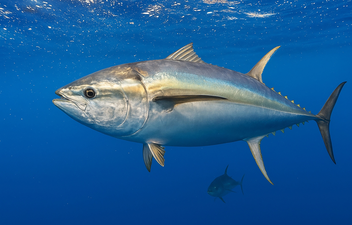 A tuna swimming