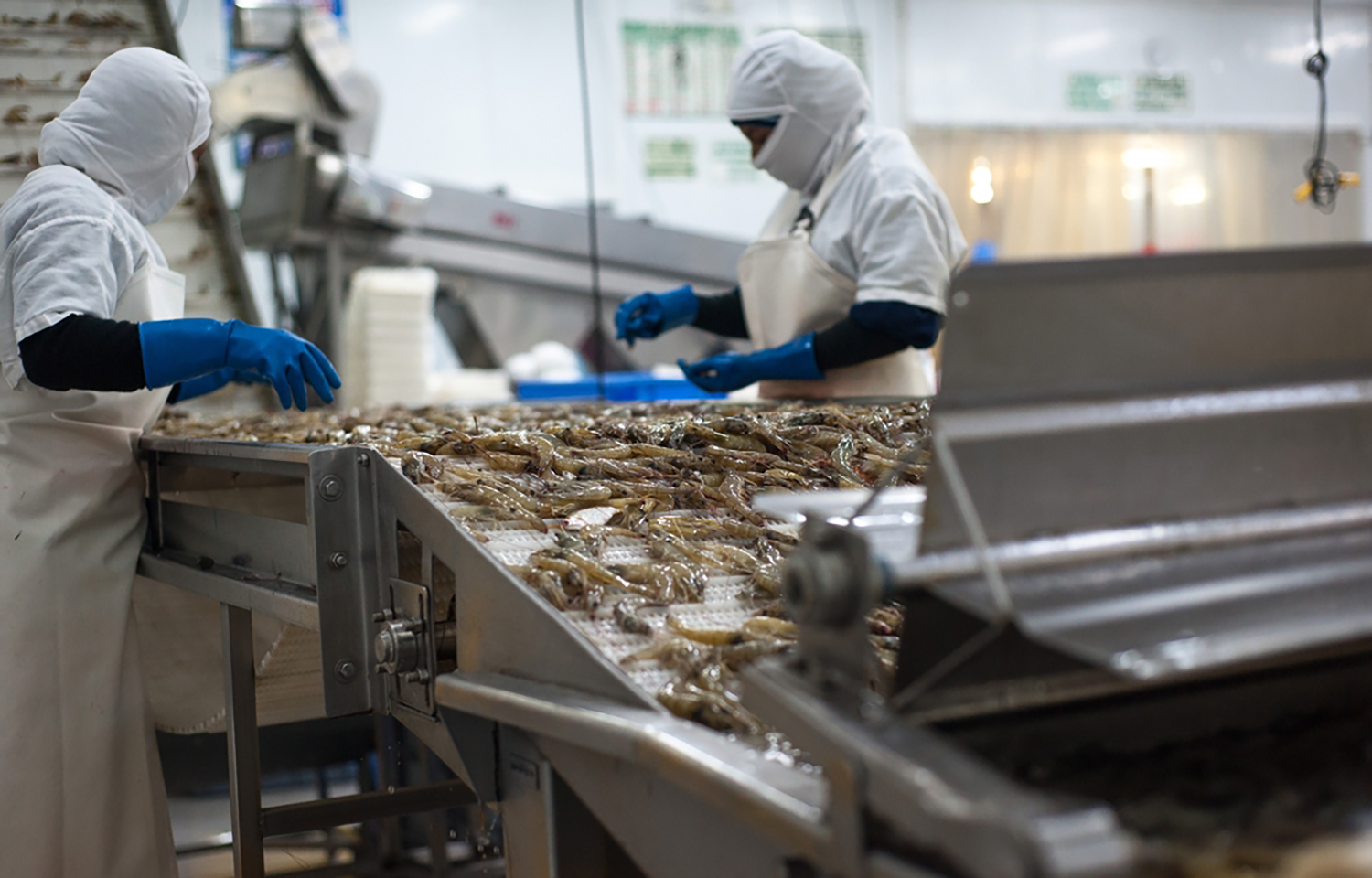 Workers processing shrimp at an Ecuadorian facility