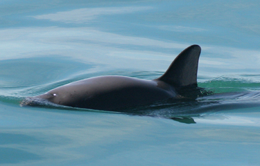 A vaquita.
