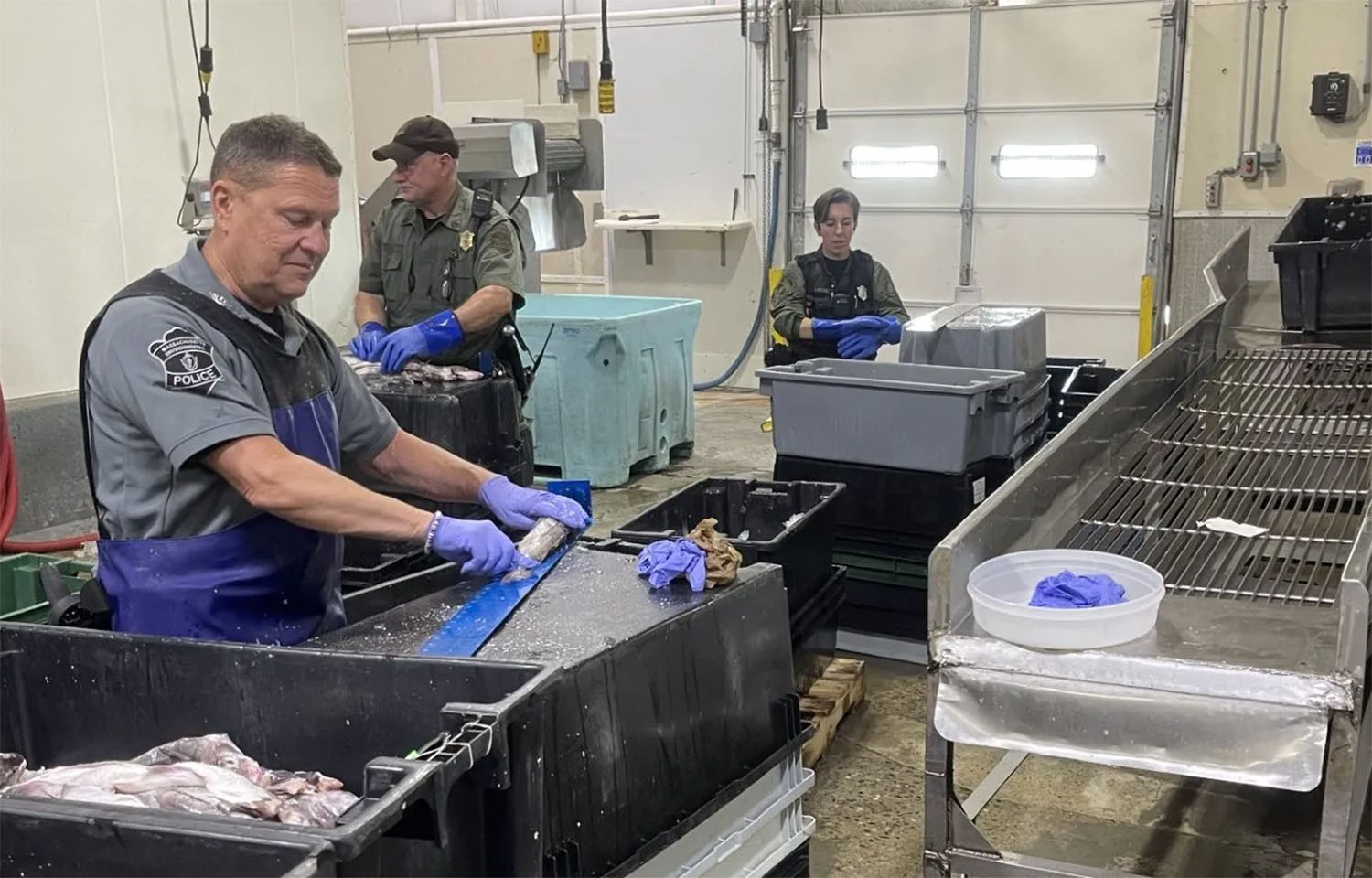 Acting Col. Patrick Moran measuring illegally harvested haddock in a New Bedford seafood processing plant