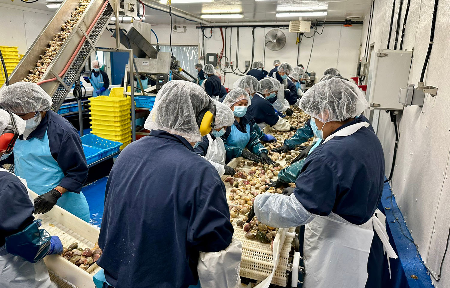 Employees at Louisbourg Seafoods process whelk from the recently established commercial fishery in Nova Scotia