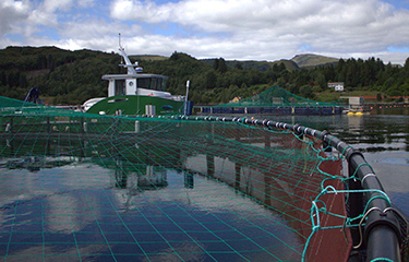 Net pens in the water with a workboat behind them at Statt Torsk's cod farming operation.