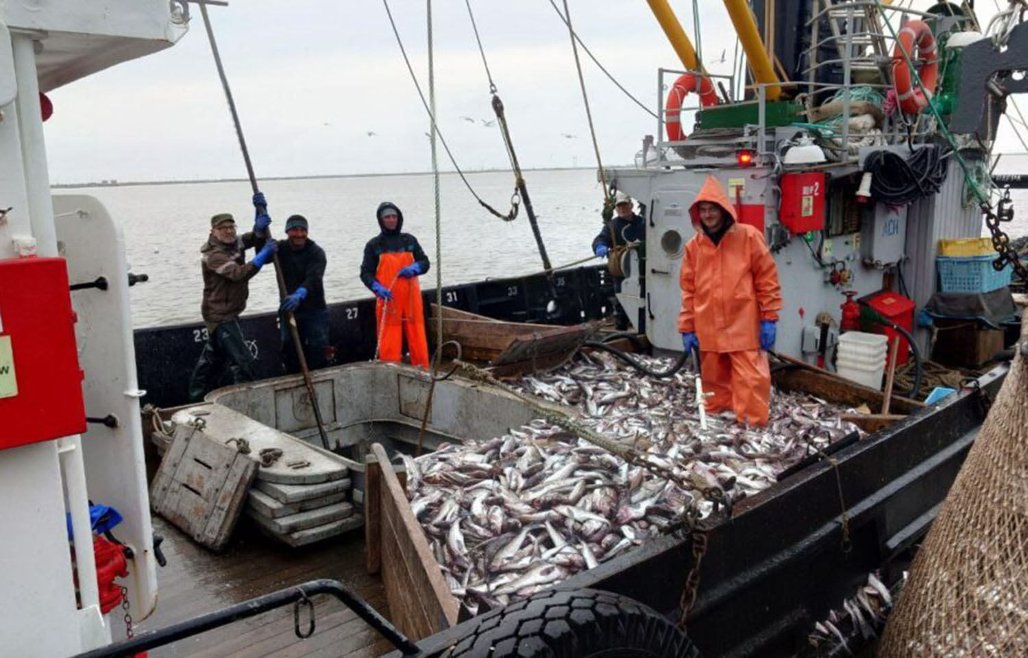 Russian fishermen landing a catch of pollock