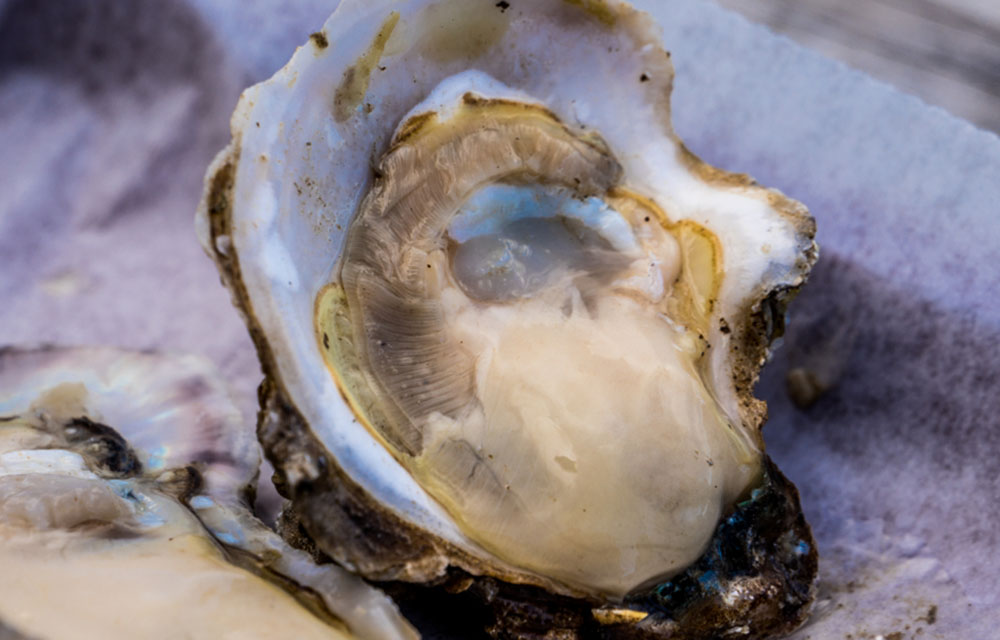 an oyster
