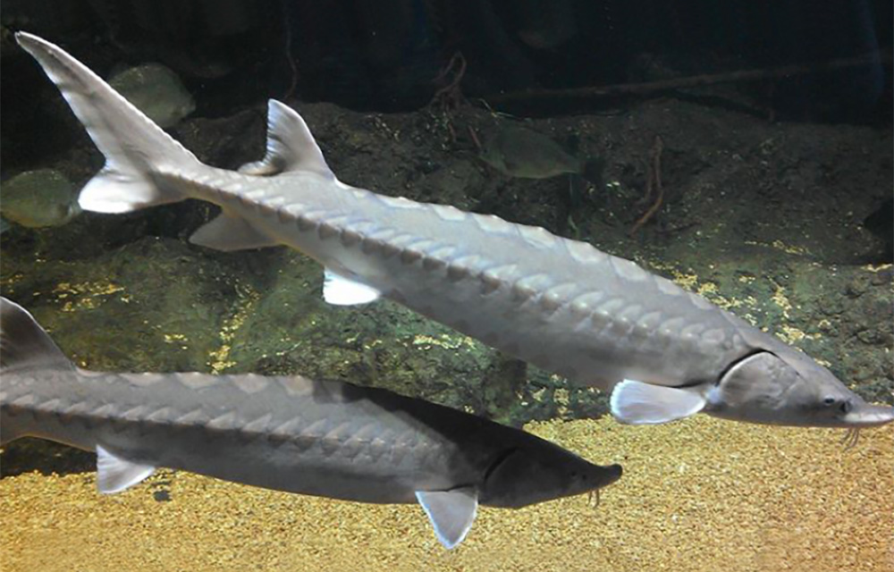 Two Atlantic sturgeon swimming