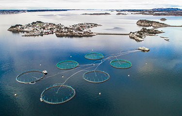 GSI: Salmon Farming Is Increasing Its Eco-efficiency, Sustainability ...