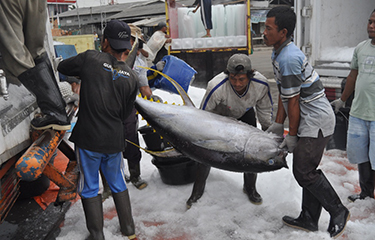 Indian Ocean Managers Must Commit to Long-Term Rebuilding of Yellowfin Tuna