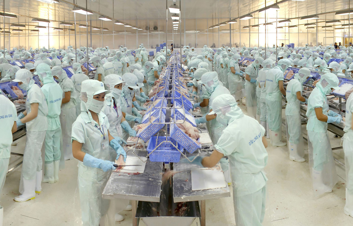 A pangsius processing factory floor featuring rows of employees in masks and gloves processing pangasius fillets on metal tables.