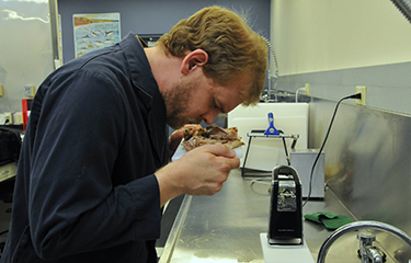 Food and Drug Administration (FDA) sensory analyst William Parsons sniffs canned mackerel to check for spoilage.