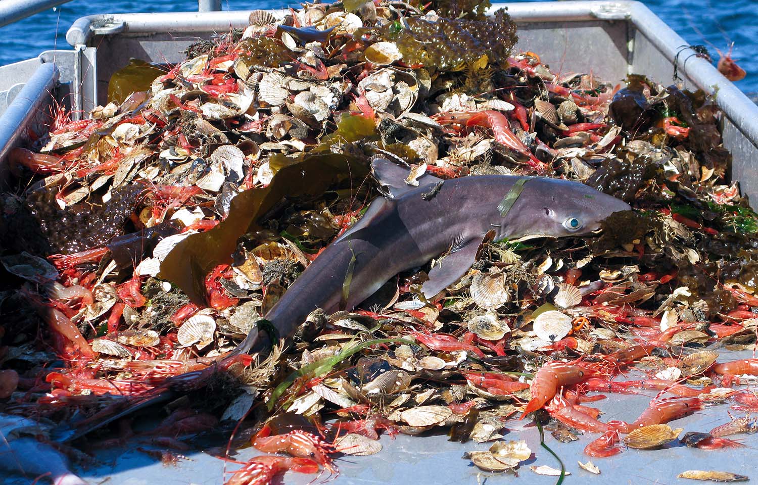 A young shark caught as bycatch in a fishing net