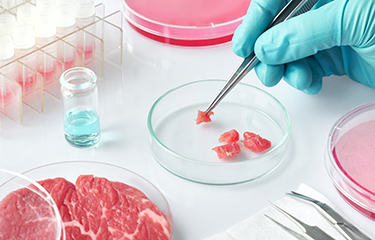 Cultivated meat being grown in a lab.