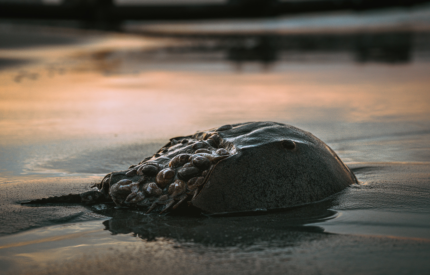 A horseshoe crab on a beach.