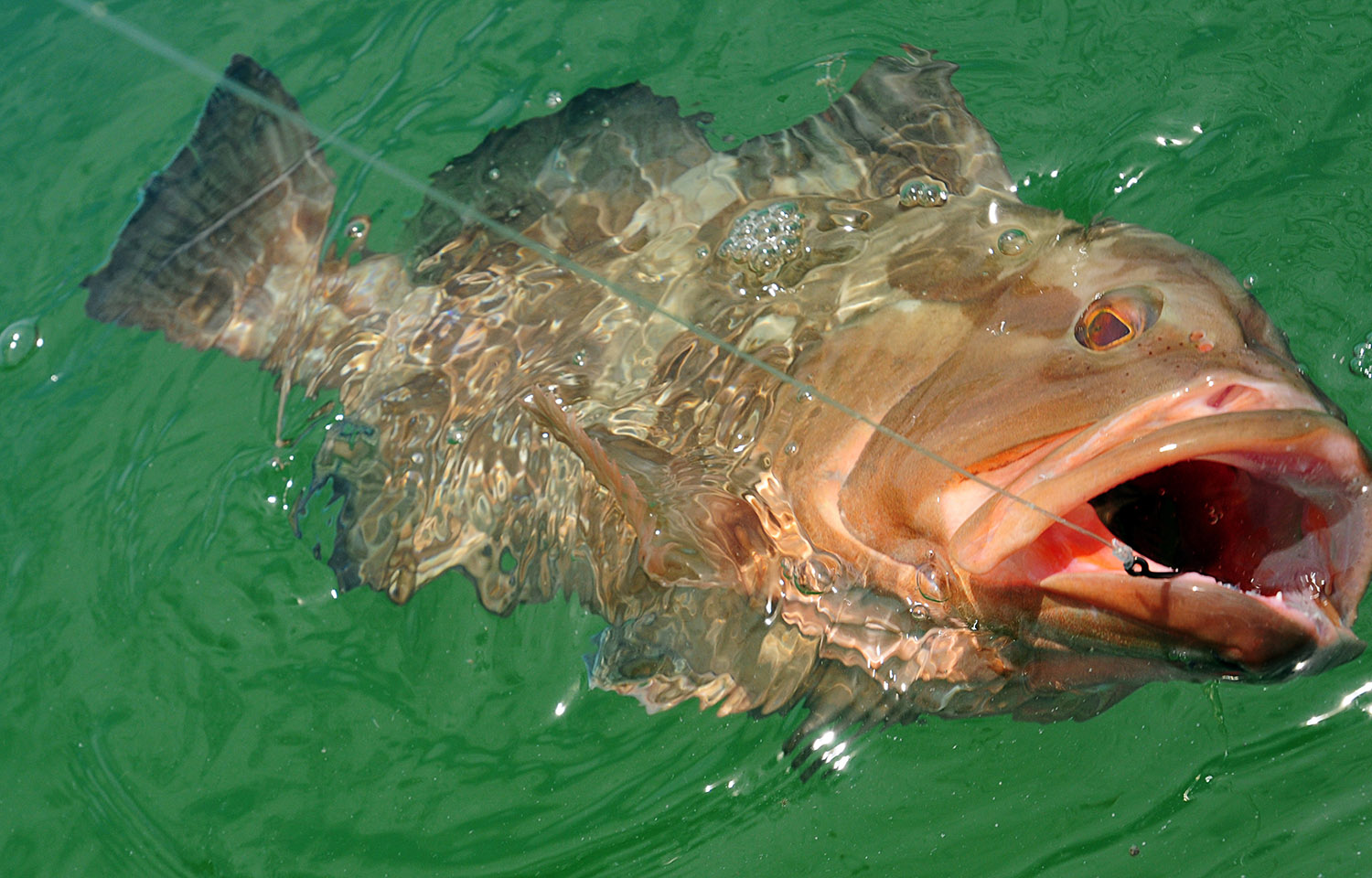 red grouper