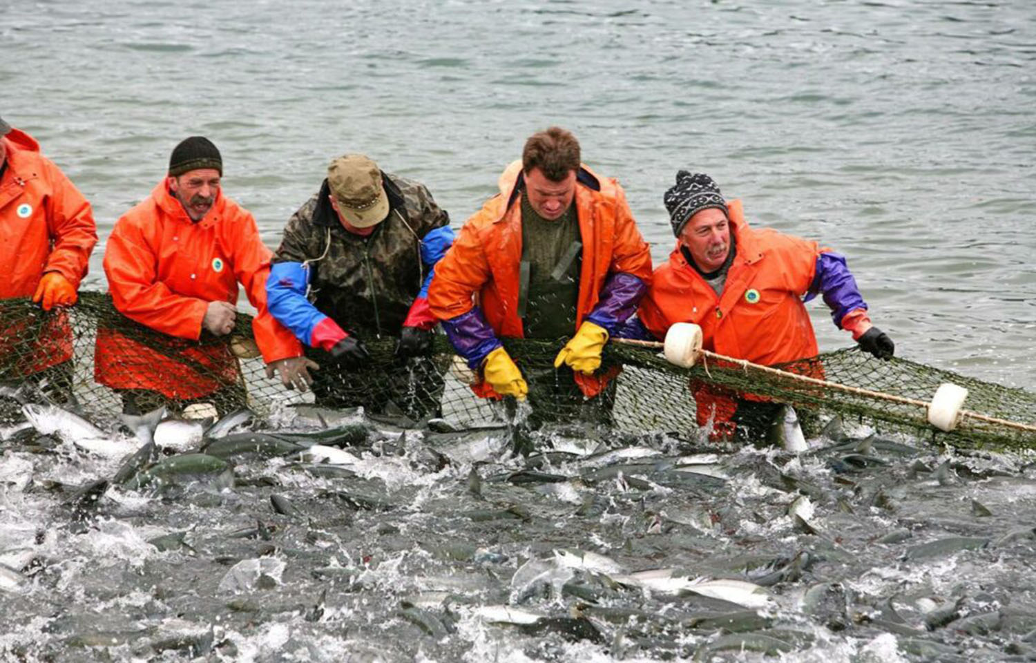 A group of Russian fishermen pulling in a net full of salmon