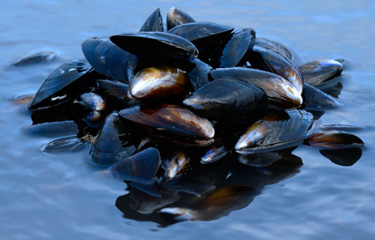 A clump of Scottish mussels