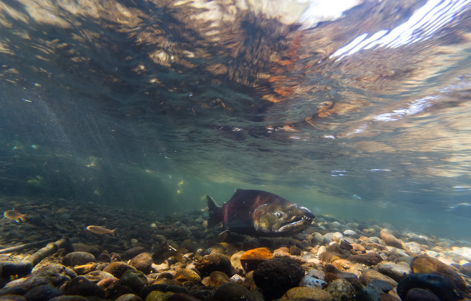 A photo of a salmon swimming upriver