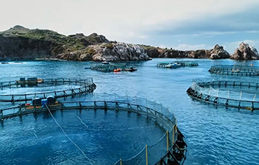 Pacifico Aquaculture's striped bass farm.